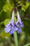 Glechoma hederacea
