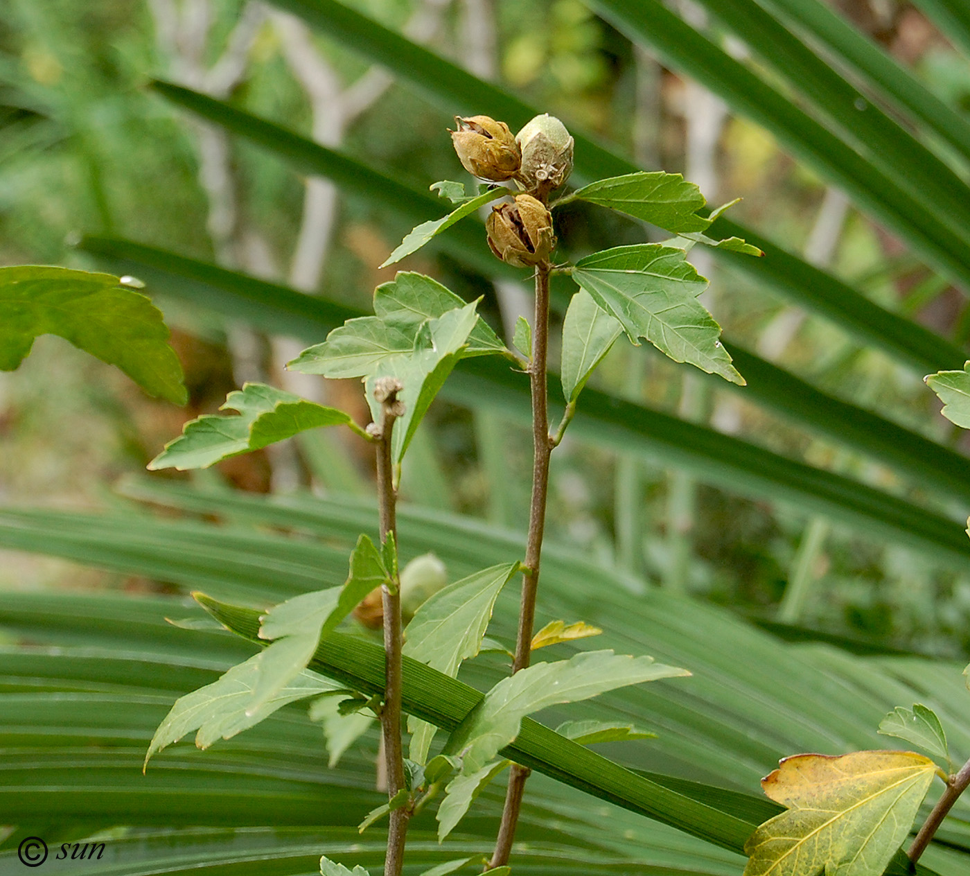 Image of Hibiscus syriacus specimen.