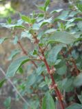 Parietaria elliptica