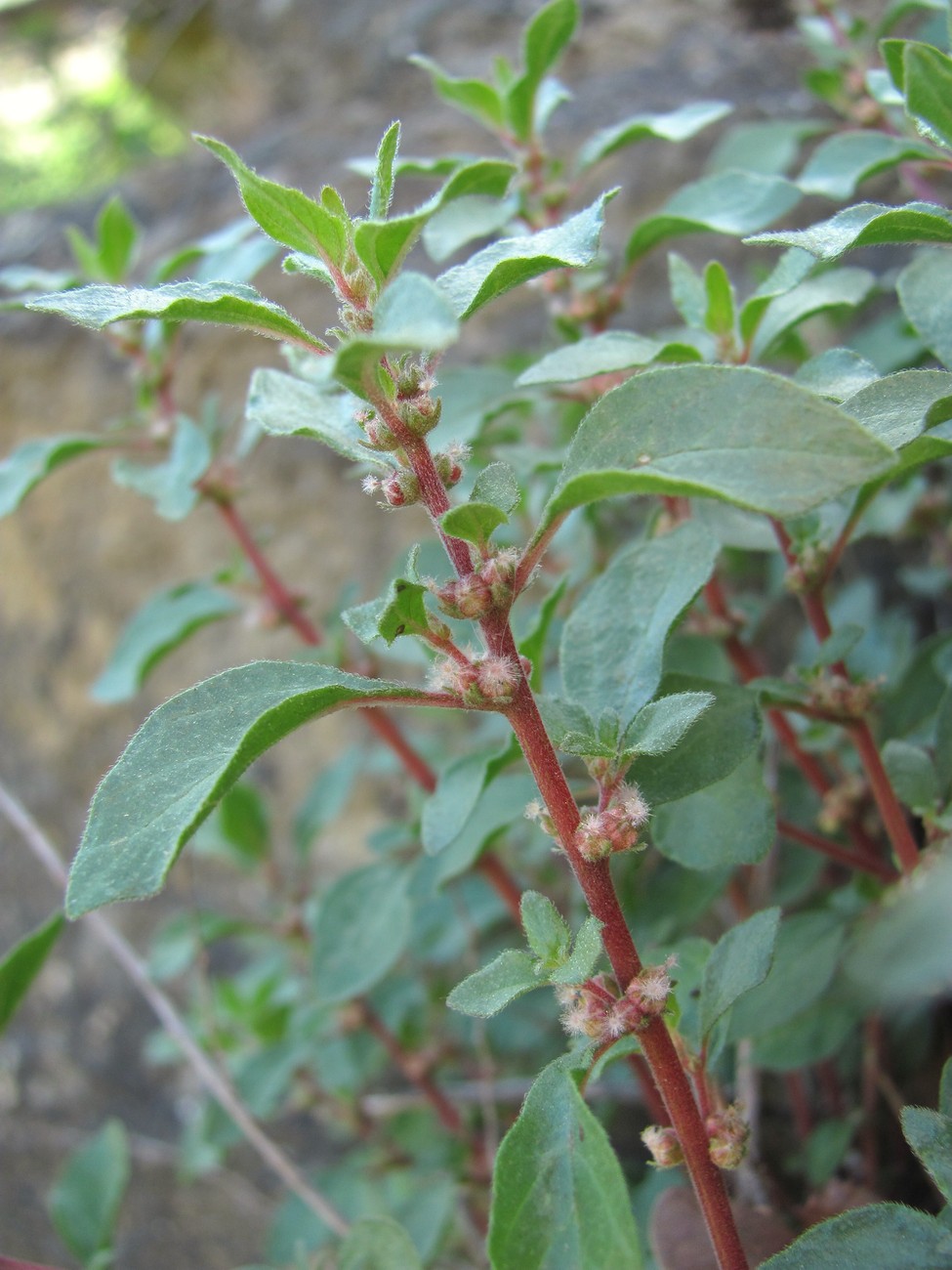 Image of Parietaria elliptica specimen.