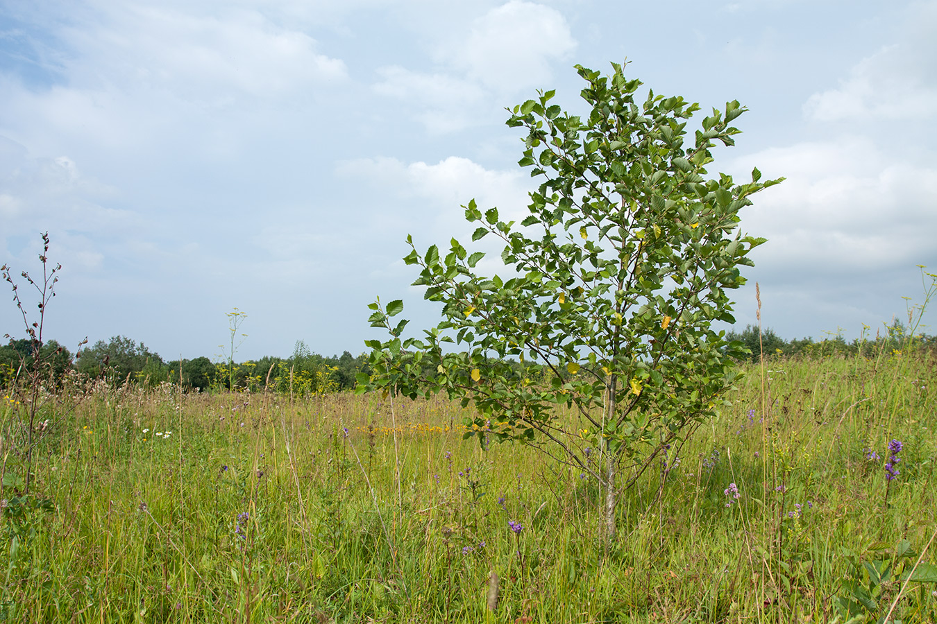 Изображение особи Alnus incana.