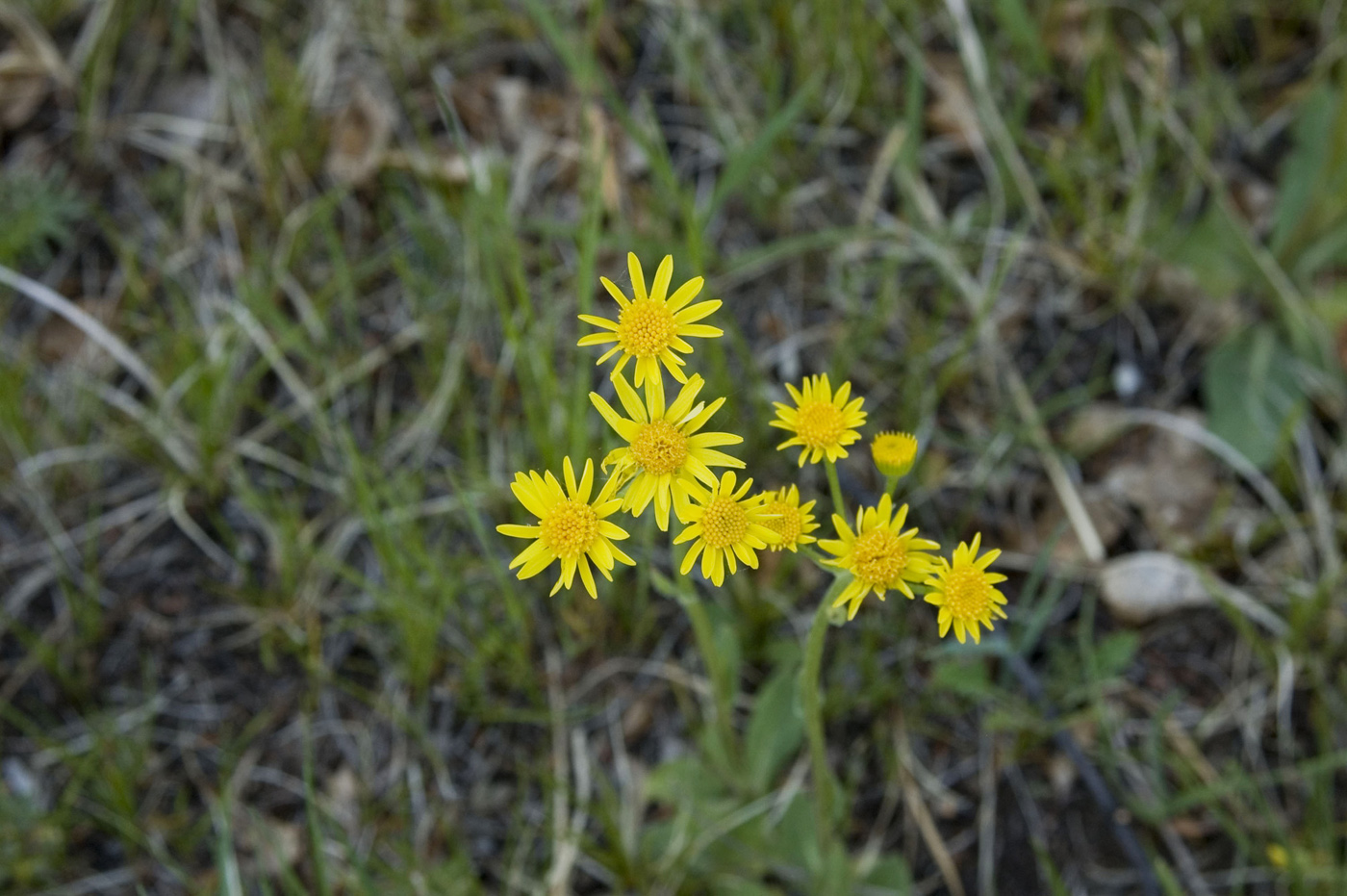 Изображение особи Tephroseris integrifolia.