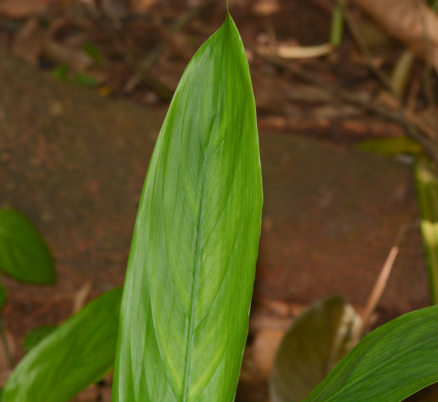 Изображение особи Elettaria cardamomum.