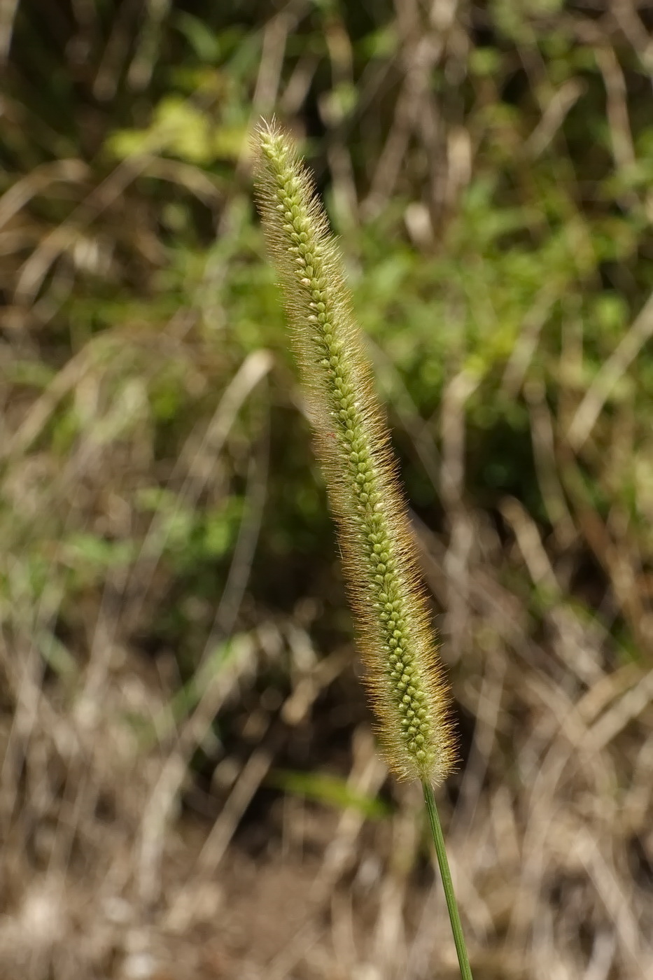 Image of genus Setaria specimen.