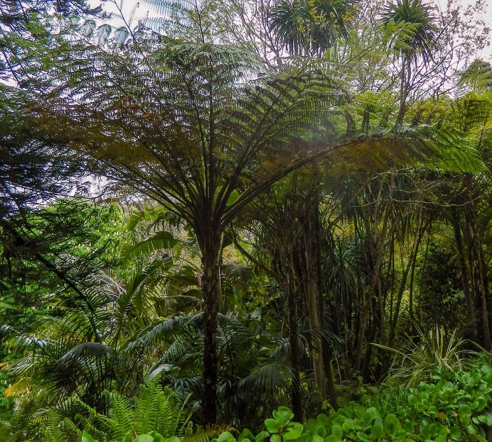 Image of Cyathea cooperi specimen.