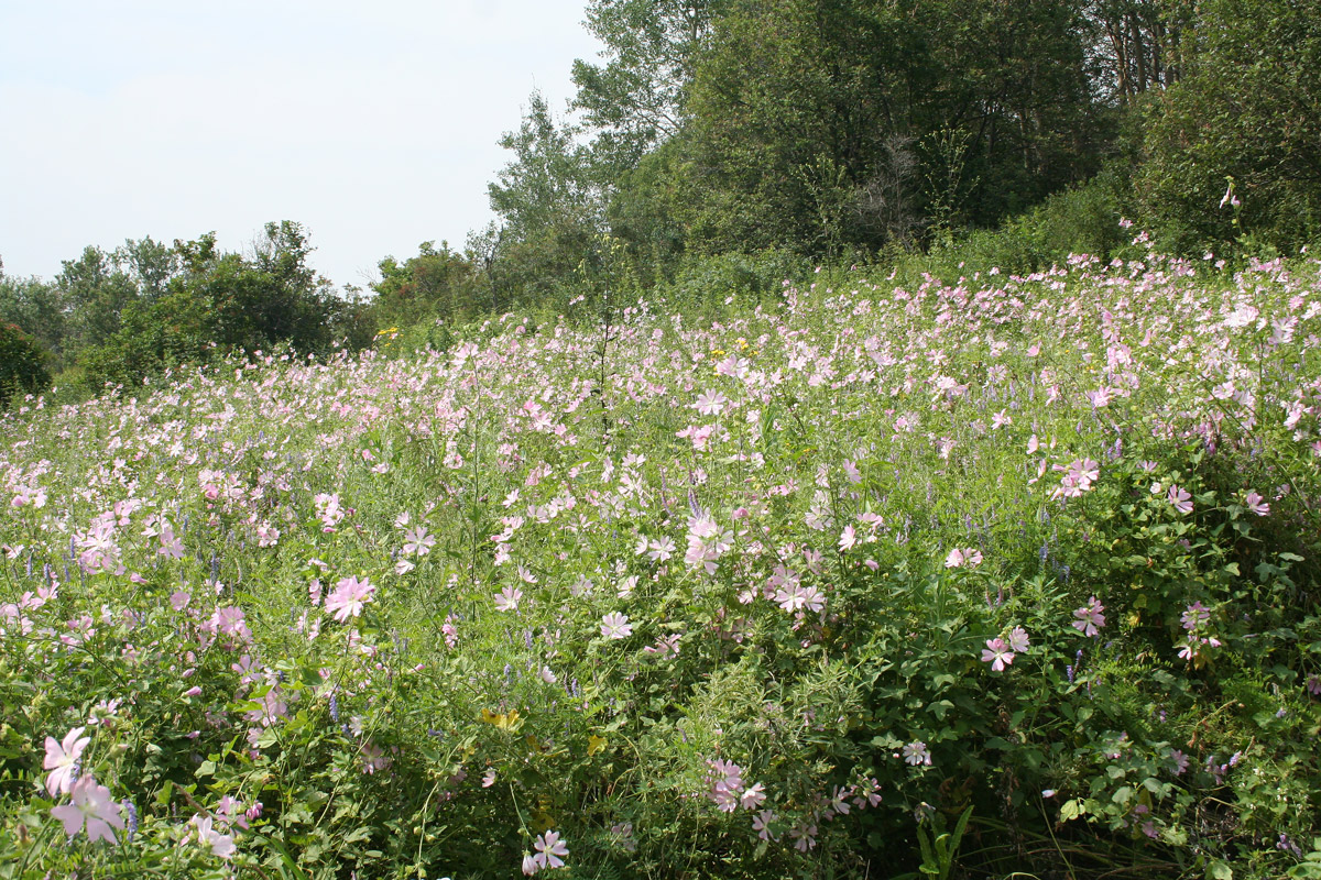 Image of Malva thuringiaca specimen.