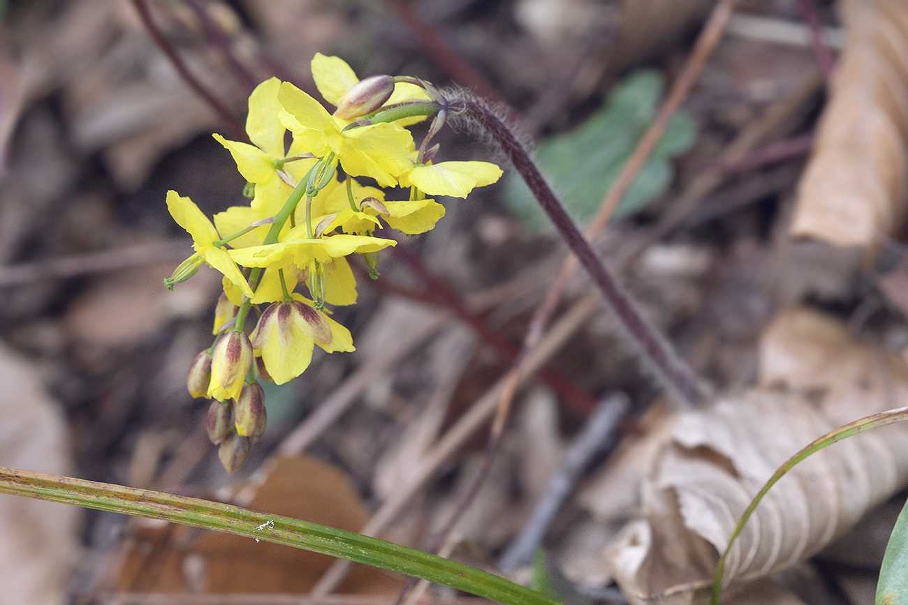 Image of Epimedium colchicum specimen.