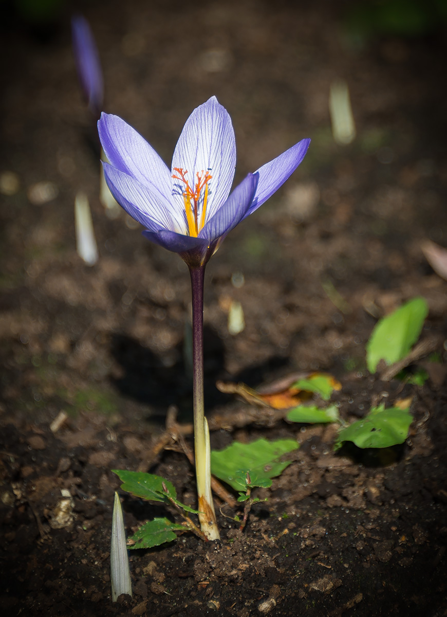 Изображение особи Crocus speciosus.