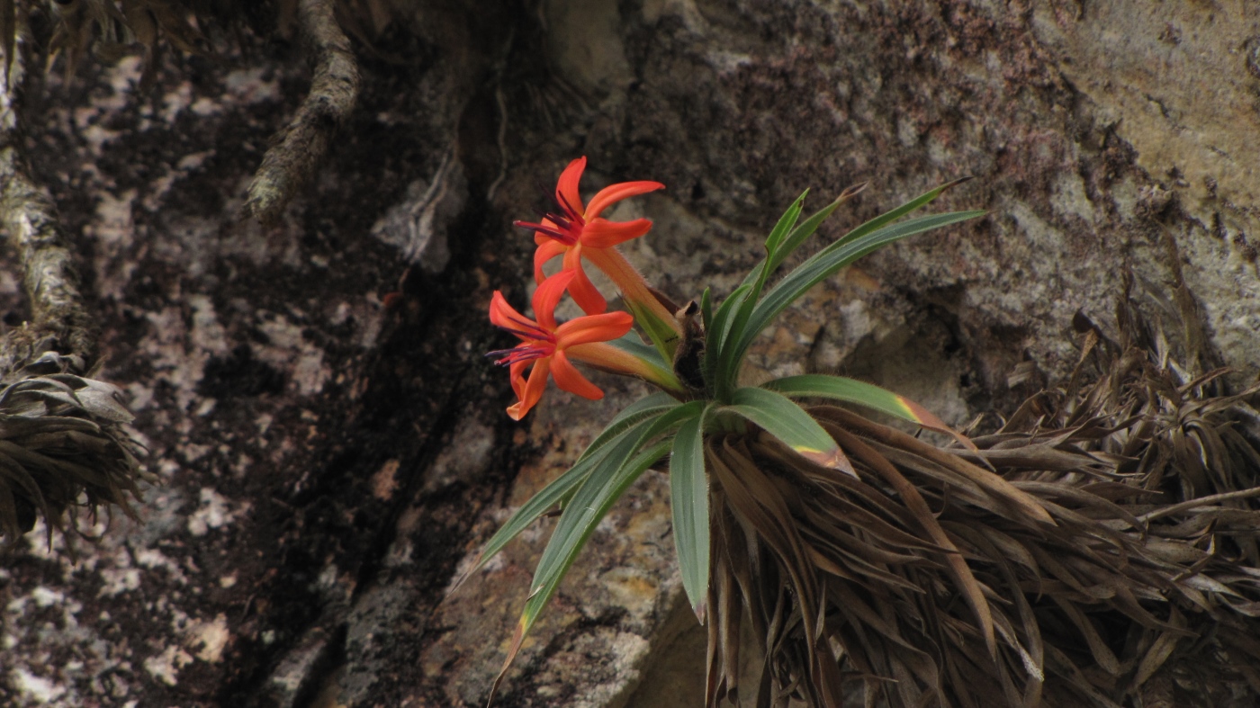 Изображение особи Barbacenia sessiliflora.