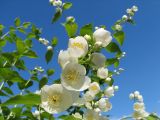 Philadelphus pubescens