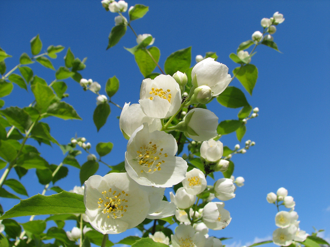 Image of Philadelphus pubescens specimen.