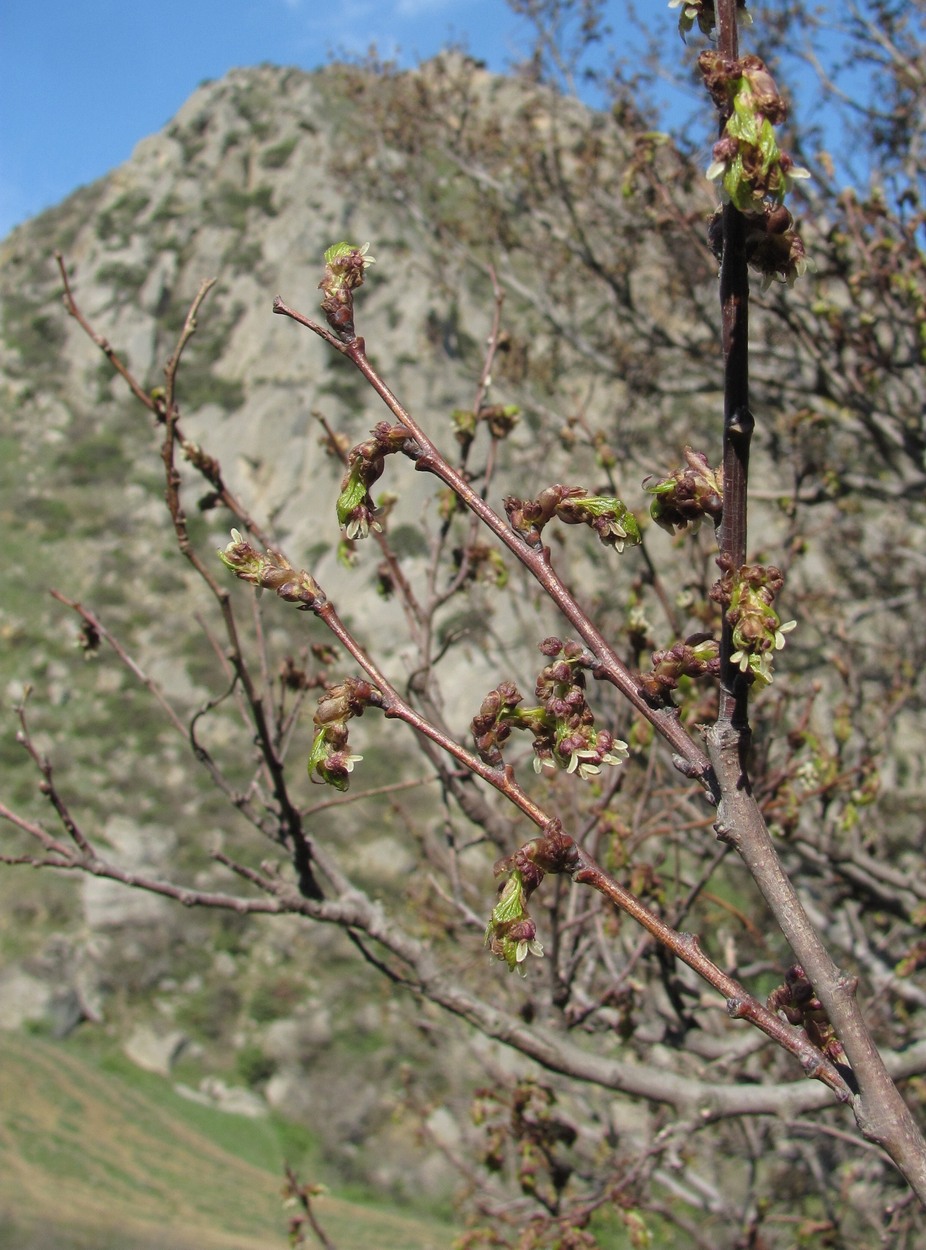 Image of Celtis glabrata specimen.