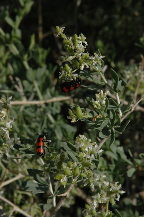 Image of Nitraria sibirica specimen.