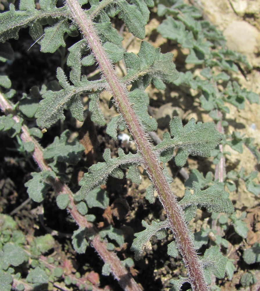 Image of genus Centaurea specimen.
