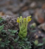 Scutellaria orientalis