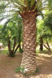 Phoenix canariensis. Ствол и нижние части листьев. Италия, обл. Тоскана, г. Флоренция, ботанический сад, в культуре. 5 июня 2017 г.