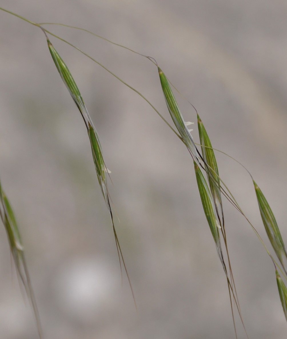 Image of genus Avena specimen.