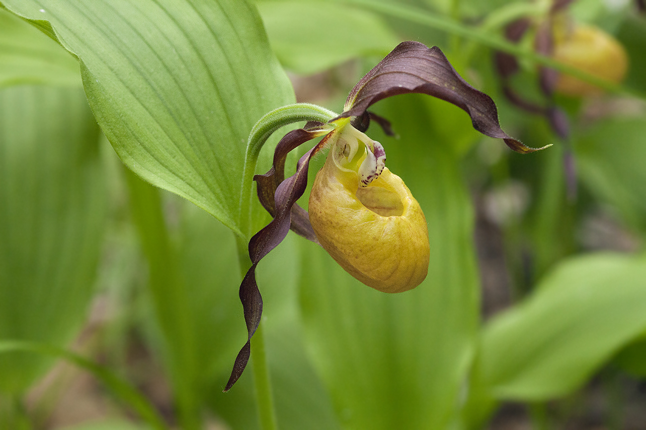 Изображение особи Cypripedium × microsaccos.
