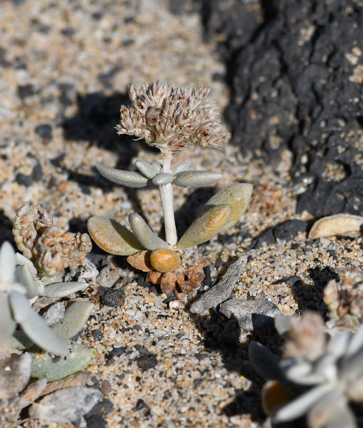 Image of Polycarpaea nivea specimen.