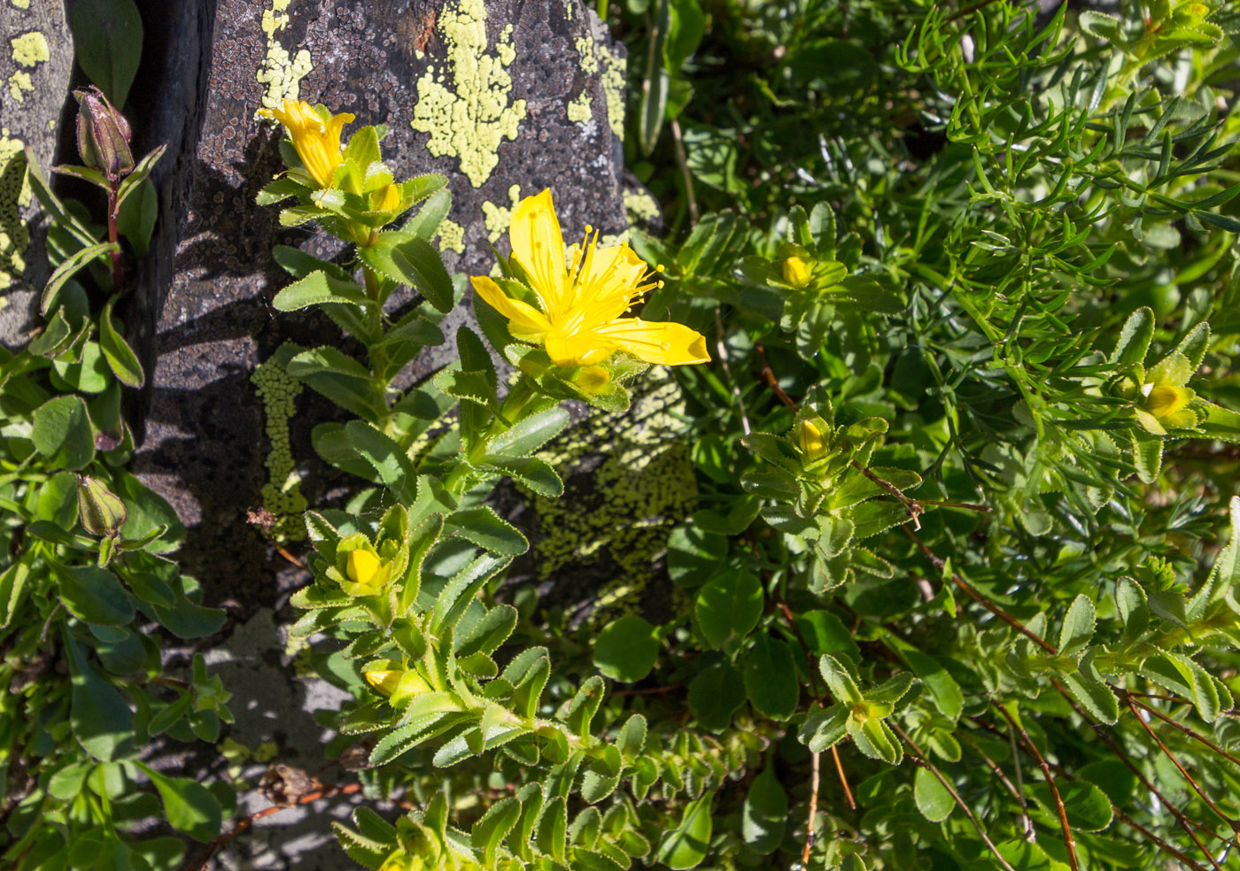 Image of Hypericum orientale specimen.