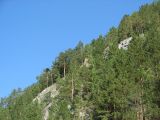 Pinus sylvestris