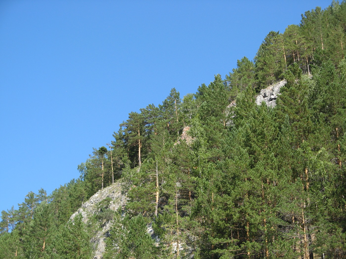 Изображение особи Pinus sylvestris.