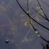 Ranunculus gmelinii