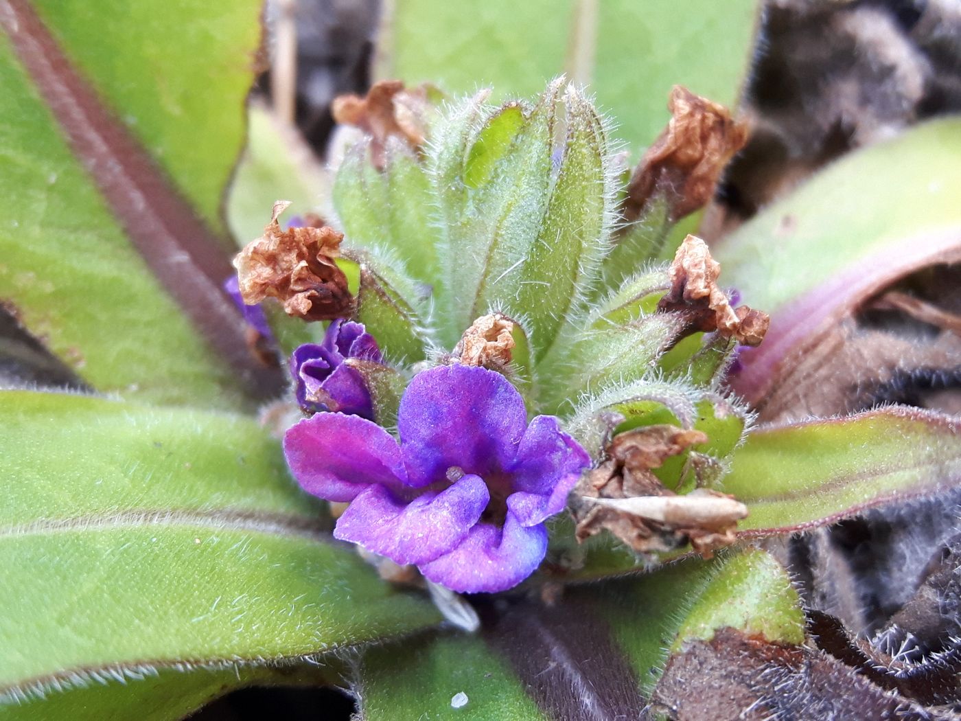 Image of Pulmonaria mollis specimen.