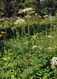 Angelica sylvestris