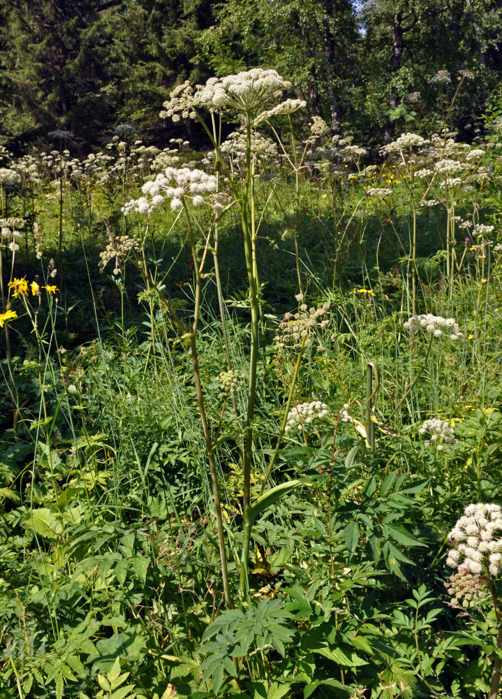 Изображение особи Angelica sylvestris.