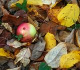 Malus domestica. Опавшие осенние листья и плод. Татарстан, Агрызский р-н, с. Красный Бор, фруктовый сад. 12.10.2019.