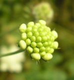 Scabiosa ochroleuca