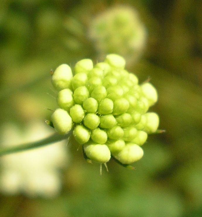 Изображение особи Scabiosa ochroleuca.