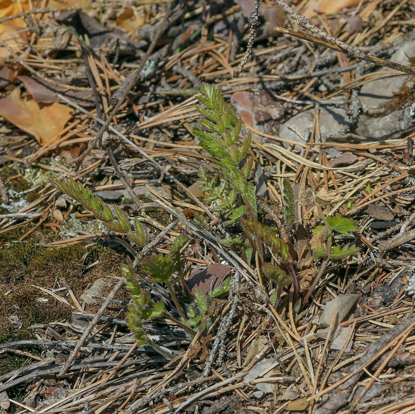 Image of Seseli libanotis specimen.