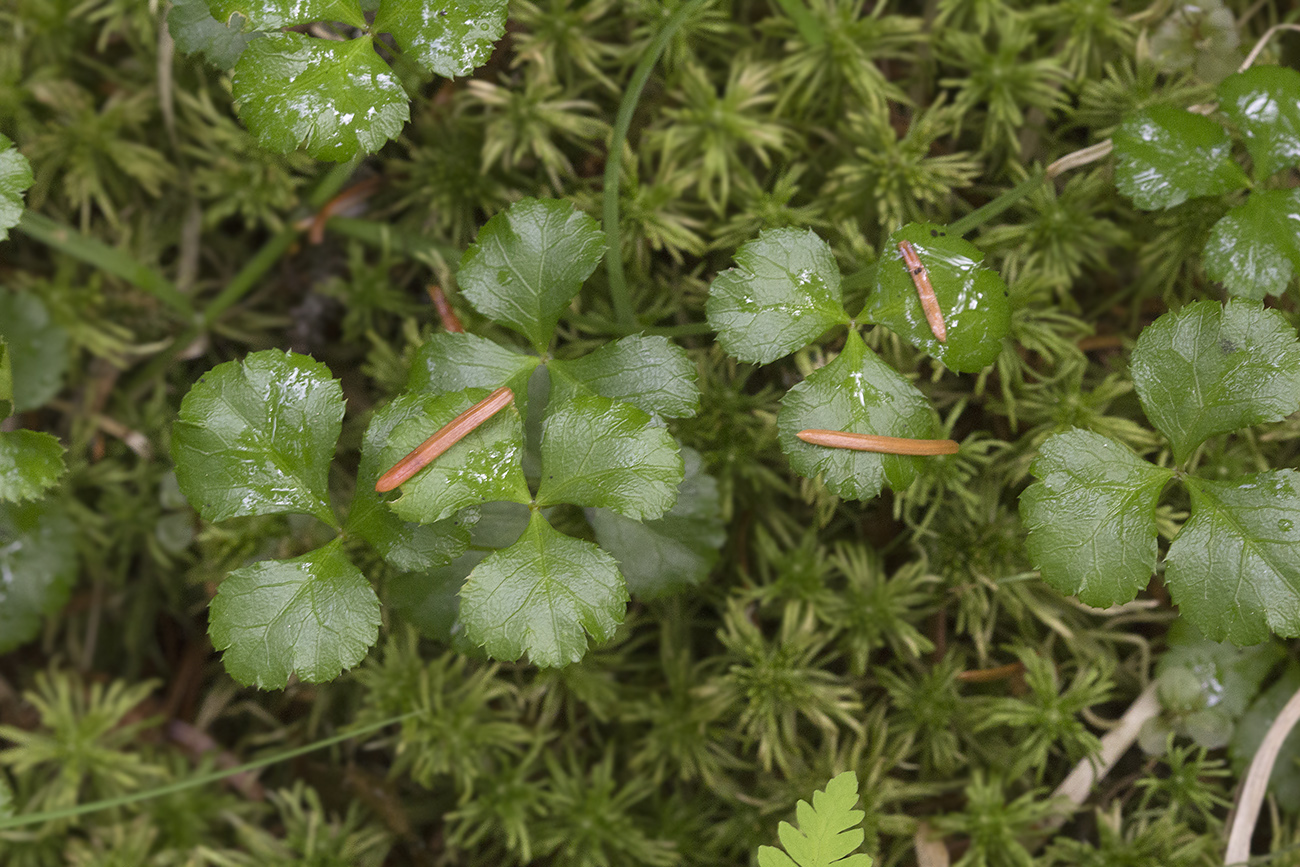 Изображение особи Coptis trifolia.