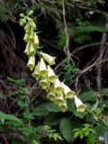 Digitalis grandiflora