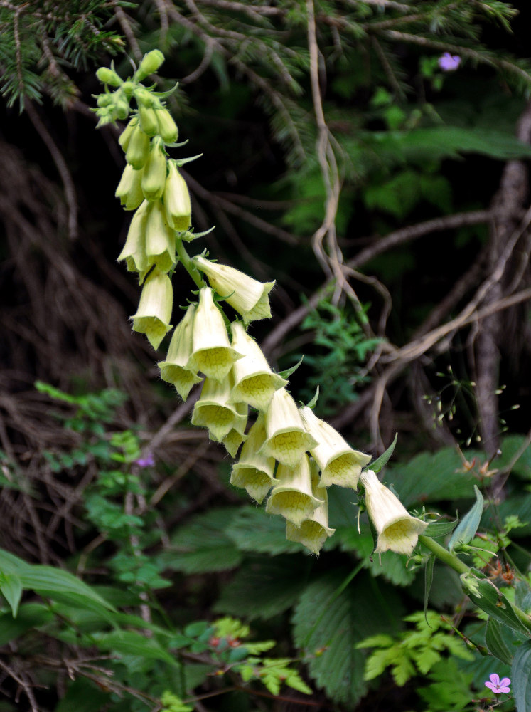 Image of Digitalis grandiflora specimen.