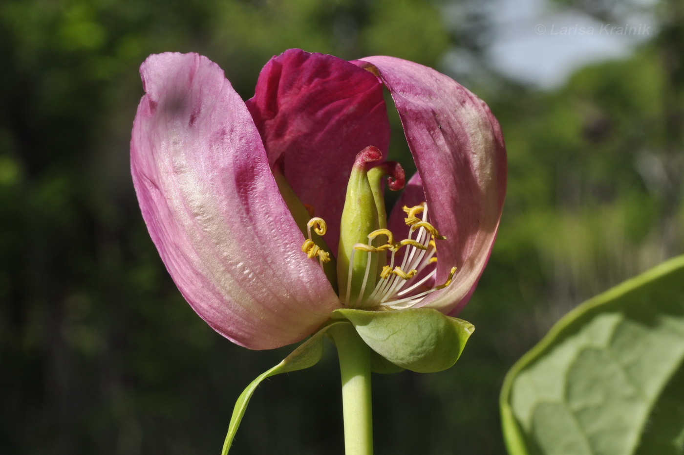 Image of Paeonia obovata specimen.