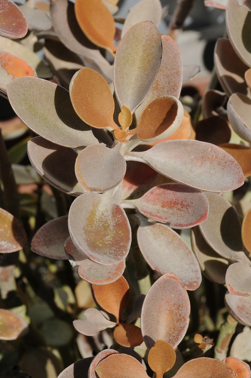 Image of Kalanchoe orgyalis specimen.