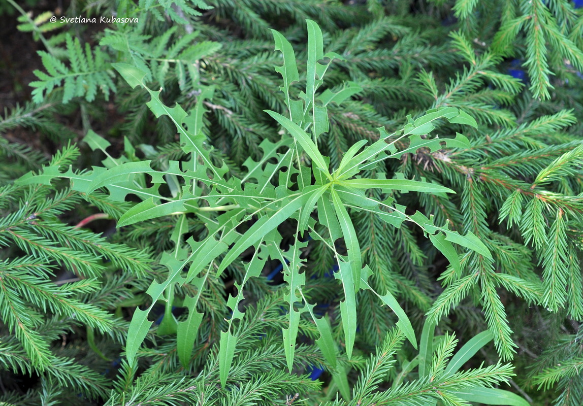 Image of Chamaenerion angustifolium specimen.