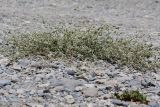 Alternanthera halimifolia. Цветущее растение. Перу, регион La Libertad, пос. Huanchaco, устье сухого русла (Rio Seco). 28.10.2019.