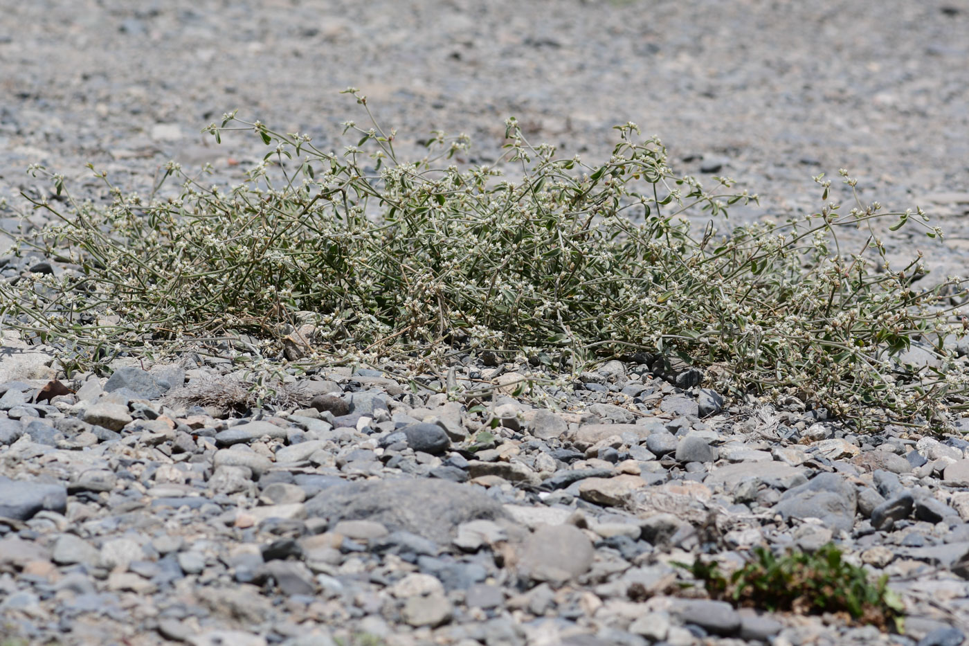 Image of Alternanthera halimifolia specimen.