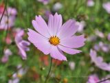 Cosmos bipinnatus