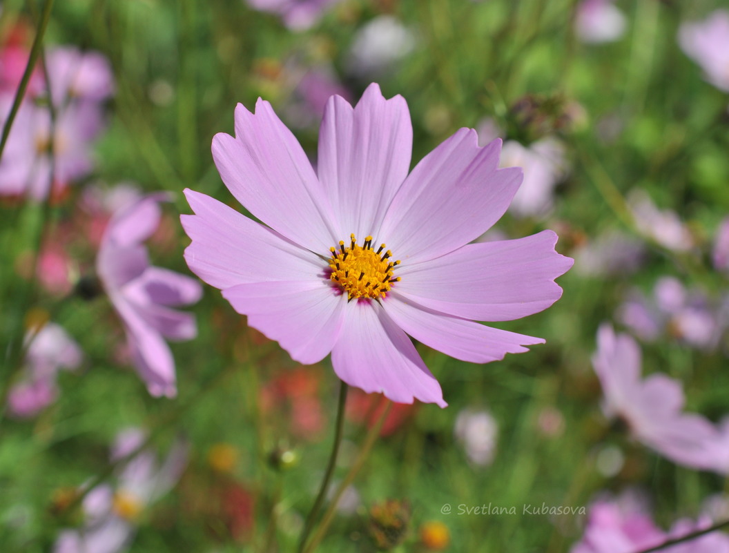 Изображение особи Cosmos bipinnatus.