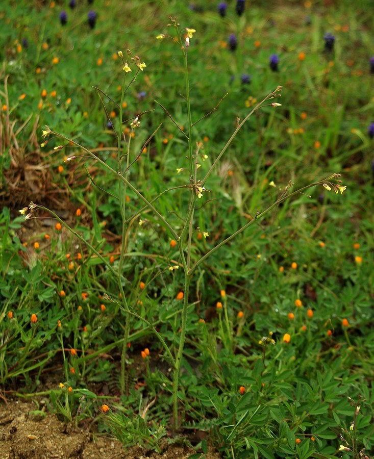 Image of Sisymbrium orientale specimen.