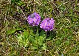 Primula farinosa