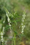 Melilotus albus