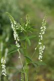 Melilotus albus. Верхушка растения с соцветиями. Карельский перешеек, окр. Сертолово, на просеке газопровода. 14.07.2019.