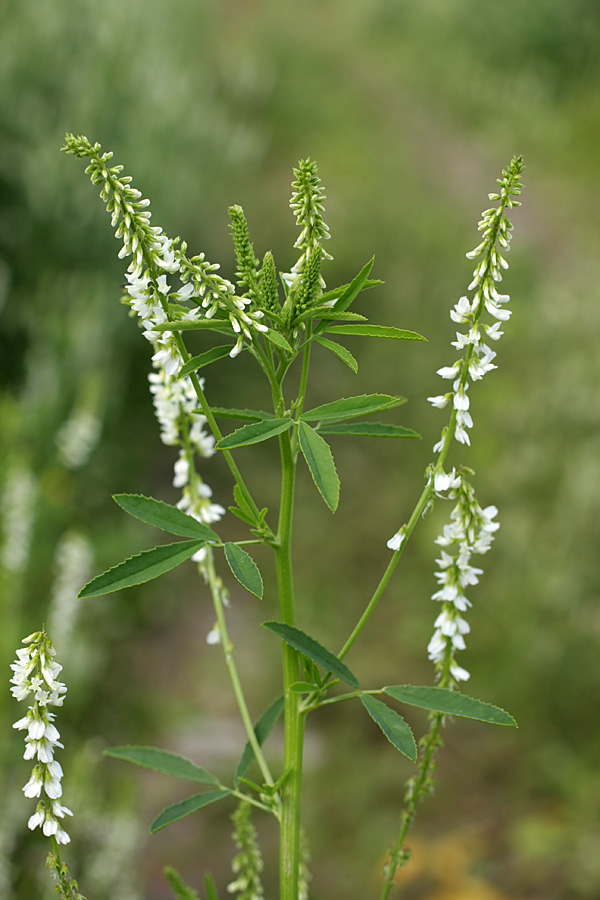 Изображение особи Melilotus albus.