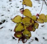 Symphoricarpos orbiculatus. Веточка с листьями и плодами. Украина, г. Львов, дендропарк НЛТУ, партер, в культуре. 05.01.2020.